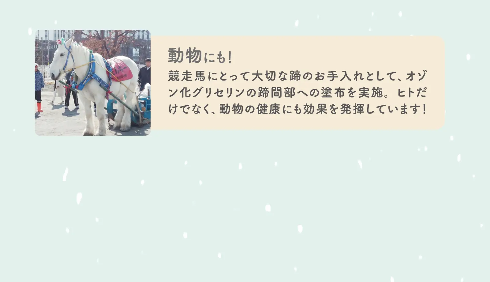 動物にも！競走馬にとって大切な蹄のお手入れとして、オゾン化グリセリンの蹄間部への塗布を実施。ヒトだけでなく、動物の健康にも効果を発揮しています！