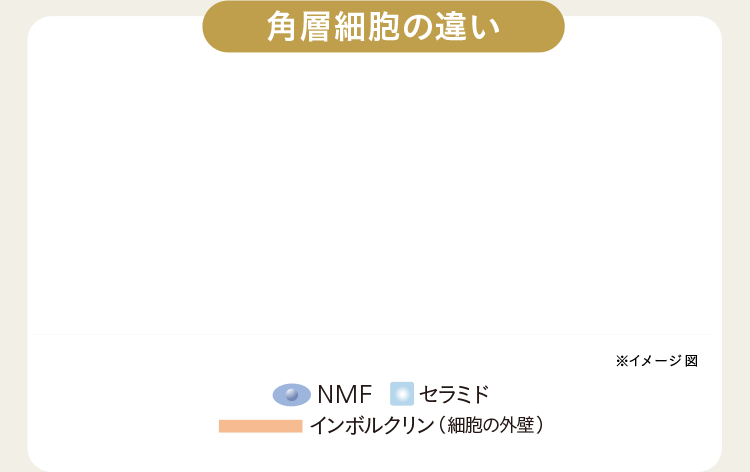 角層細胞の違い