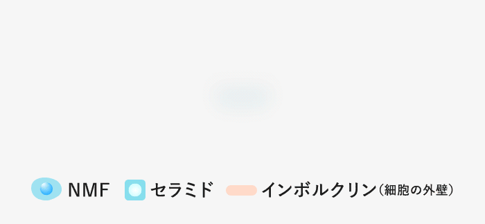 角層細胞のイメージ図