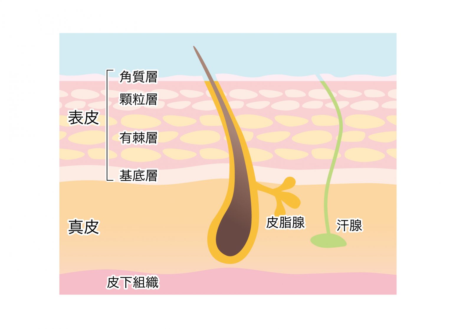 皮膚の構造と働き｜正しい知識を押さえてスキンケアをアップデート！【Q…
